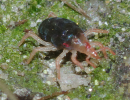 Bdellidae